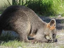 Moeraswallaby (Wallabia bicolor), 2 of 4