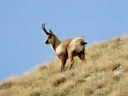 Pyrenee-sewe (Rupicapra pyrenaica), 13 of 14