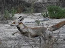 Rooibos (Vulpes vulpes), 1 of 11