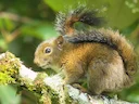 Andes-ekster (Sciurus pucheranii), 4 of 7