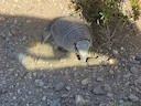 Dwerghulpskildpad (Zaedyus pichiy), 4 of 7