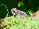 Calaby se pademelon (Thylogale calabyi), 3 of 5