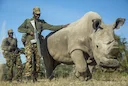 Hunting in Eastern Equatoria: Ecosystems, Local Hunting Culture, and Game Abundance

Landscapes and Natural Diversity in Eastern Equatoria

Eastern Equatoria is a provinc