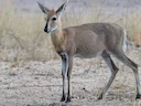Kroonduiker (Sylvicapra grimmia), 3 of 3