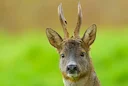 'Photographing the UK’s Secretive Roe Deer' - an interview with Phil Johnston!
'Do you have any top tips for stalking deer and other timid animals for photography?'
Kno 'Photographing the UK’s Secretive Roe Deer' - an interview with Phil Johnston!
'Do you have any top tips for stalking deer and other timid animals for photography?'
Kno