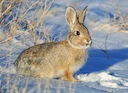 Nuttall se boshaas (Sylvilagus nuttallii), 2 of 2