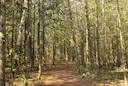 La chasse en FORÊT MIXTE au Canada: Types de chasse, espèces locales et territoires forestiers

La forêt mixte du Canada est une région naturelle exceptionnelle qui attir