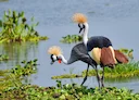 Hunting in Rakai Region, Uganda: Hunting Seasons in Rakai, Exhilarating Hunting Experiences and Local Traditions (Part I)

Geographical Features of Rakai: An Ideal Huntin