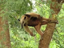 Noordelike tamandua (Tamandua mexicana), 2 of 4