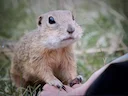 Europese grondseekat (Spermophilus citellus), 3 of 3