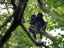 Java-lutung (Trachypithecus auratus), 2 of 5