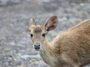 Java-hert (Rusa timorensis), 3 of 4