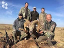 Gobi Combo at this summer's price!

🇲🇳 Mongolian combo of the most desirable trophies: Gobi argali, Gobi ibex, and Gobi white-tailed gazelle.

💲Price of the three-spec