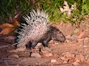 Stekelvark (Indiese stekelvark)