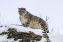  🇲🇳🤝🇨🇳 United for Snow Leopards: Historic China-Mongolia Pact Launches to Protect the Iconic "Ghost of the Mountains"  

In an unprecedented move for transboundary c