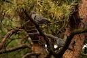 👋🏻 ¡Estamos de vuelta una temporada más!

Comienzan los movimientos migratorios, aunque todavía menores.

Las palomas torcaces se posicionan en el sur de Suecia y Finla