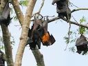 Groot vlieënde jakkals (Pteropus vampyrus), 6 of 8