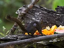 Boliviaanse eekhoring (Sciurus ignitus), 3 of 4