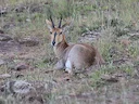 Rooibok (Vaalpensrooibok) (Redunca fulvorufula), 2 of 3