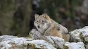 Montana judge to issue decision on wolf hunting and trapping

Montana hunters and trappers await a decision that should come sometime this week as a temporary restraining