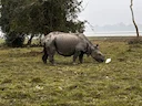 Indiese neushoring (Rhinoceros unicornis), 4 of 4