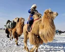 Gobi Desert Comes Alive! Mongolia's Great Gobi Chimeg Camel Festival 

News for hunters & outdoor enthusiasts! The Great Gobi Chimeg Camel Festival 2026 has begun in Mong