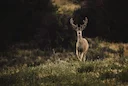 Oregon to Restructure Deer Hunts in 2026: From WMUs to Deer Herd Ranges

Beginning in 2026, Oregon will overhaul the way mule deer hunts are organized. The Oregon Fish an