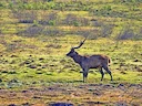 Java-hert (Rusa timorensis), 2 of 4