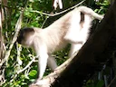 Tana-rivierkruinmangabey