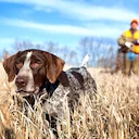 300 Hounds at Risk: MP Sounds Alarm Over Trail Hunting Ban

A proposed ban on trail hunting in the UK has ignited fierce backlash from rural communities and hunting advoc