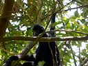 Hainan-gibbon
