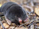 Europese mol (Talpa europaea), 2 of 2