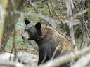 Oso negro oriental (Oso negro común, Oso negro norteamericano) (Ursus americanus americanus), 3 of 3