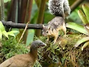 Gekleurde eekhoring (Sciurus variegatoides), 2 of 3