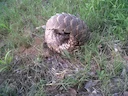 Temminck se grondpangolin (Smutsia temminckii), 1 of 5