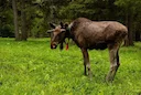 Groundbreaking Study of Juvenile Moose Set to Begin in Northeast Minnesota This Winter

A critical new wildlife research initiative is set to launch this winter in the fo
