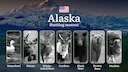 Hunting Seasons in Alaska: Timing, Regulations, Permits and Tactics, Documents and Support from Organizations

Hunting moose in Alaska is more than just a sport or a way 