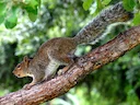 Allen-seekhoring (Sciurus alleni), 2 of 4