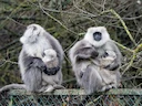 Bengaalse heilige langur (Semnopithecus entellus), 5 of 5