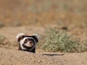 Marmerdas (Vormela peregusna), 2 of 4