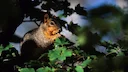 Tips for Hunting Fox Squirrels
Tactics for hunting our largest tree squirrel aren’t the same as for more common gray squirrels
“Let’s go chase after a fox squirrel.” 
Tho