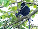 Java-lutung (Trachypithecus auratus), 4 of 5