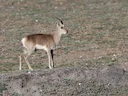 Tibetse gazelle (Procapra picticaudata), 2 of 3