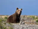 Bruinbeer (Ursus arctos), 3 of 14