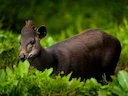 Abbott se duiker