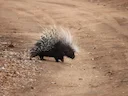 Stekelvark (Kaapse stekelvark)