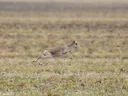 Saiga-antilope (Saiga tatarica), 7 of 8