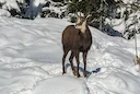 ALPINE CHAMOIS

 
The Alpine Chamois is a mountain game commonly living in the Alps Mountain Range.
It is the tallest species of Chamois, with the darkest coat. The alpin