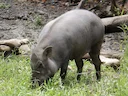 Vark (Taiwanese wilde vark)