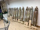 Every year I take a Christmas break from the trap line to put up fur. I flesh, dry leather, then turn fur side out and pin. This is the most cats I’ve done in a day and I Every year I take a Christmas break from the trap line to put up fur. I flesh, dry leather, then turn fur side out and pin. This is the most cats I’ve done in a day and I